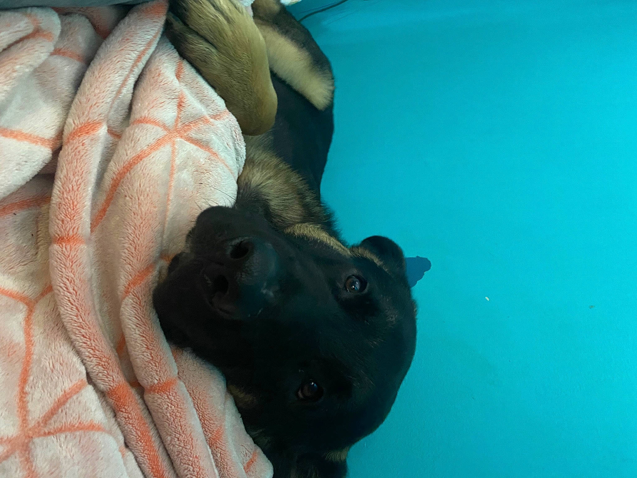 Smokey Bear joined the competition — help win amazing prizes! art, big_cats, canidae, carnivore, comfort, companion_dog, dog, dog_breed, electric_blue, felidae, guard_dog, human_leg, linens, sculpture, snout, sporting_group, whiskers, window, working_animal, wrinkle