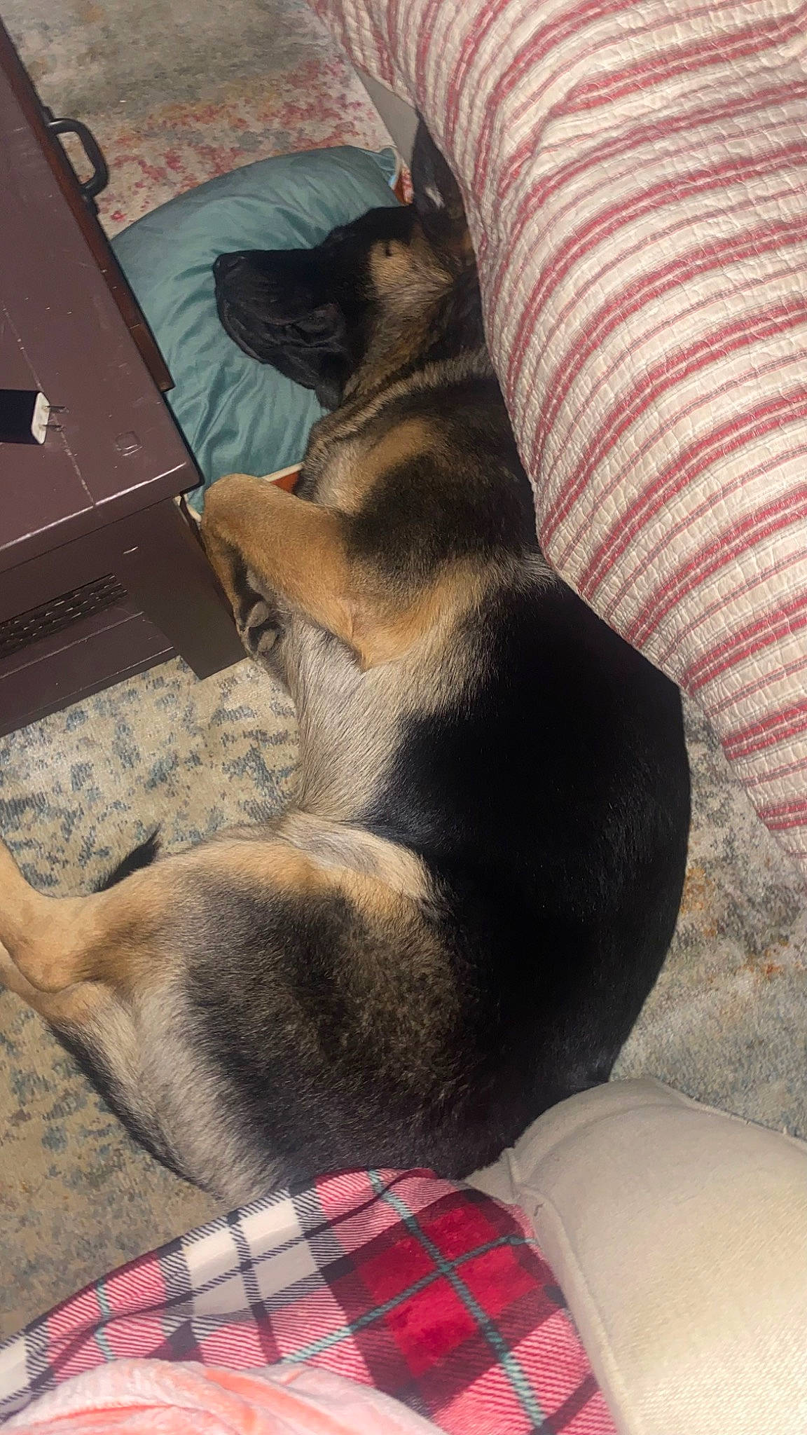 Smokey Bear joined the competition — help win amazing prizes! canidae, carnivore, comfort, companion_dog, dog, dog_breed, dog_supply, fawn, flooring, foot, fur, guard_dog, pattern, paw, plaid, tail, tartan, whiskers, working_animal, working_dog