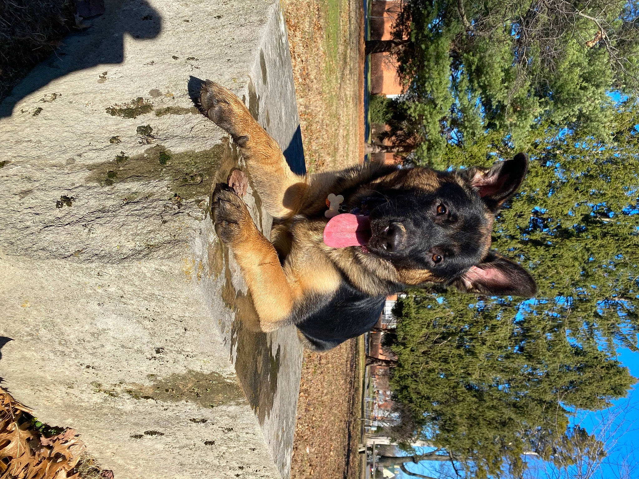 Smokey Bear joined the competition — help win amazing prizes! canidae, carnivore, collar, companion_dog, dog, dog_breed, dog_collar, east_european_shepherd, german_shepherd_dog, guard_dog, herding_dog, king_shepherd, leash, old_german_shepherd_dog, plant, sporting_group, tree, trunk, working_animal, working_dog