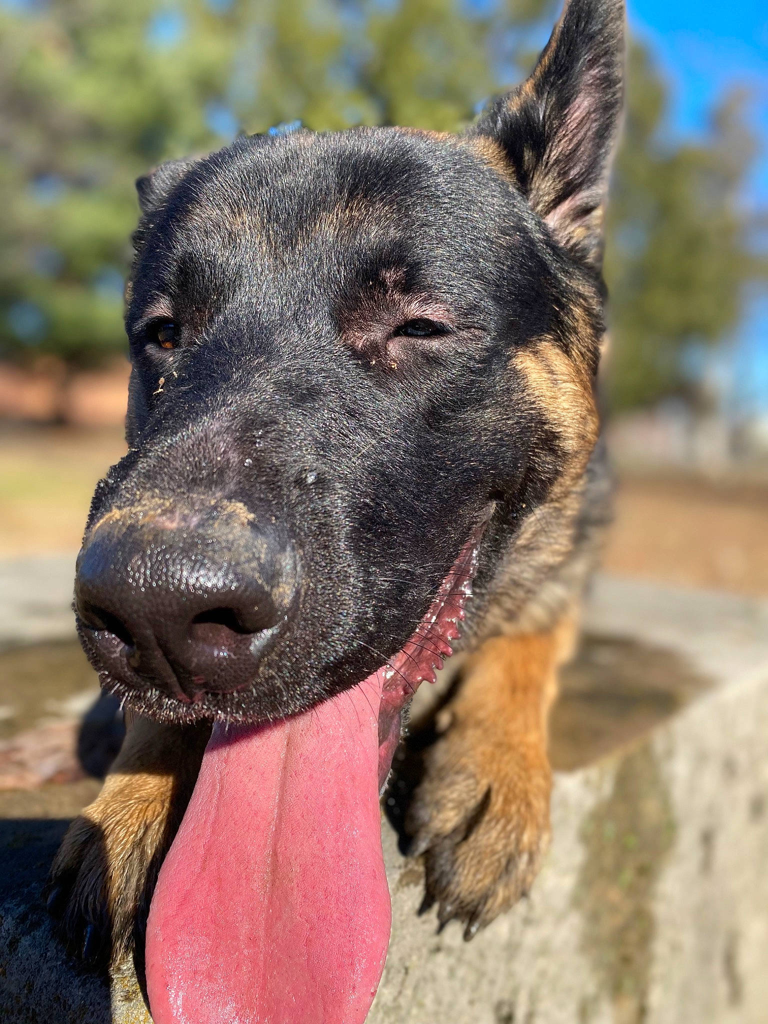 Smokey Bear is registered to the contest to win money with this photo: canidae, carnivore, collar, dog, dog_breed, dog_collar, eye, fawn, guard_dog, herding_dog, hunting_dog, plant, snout, sporting_group, tree, whiskers, working_animal, working_dog