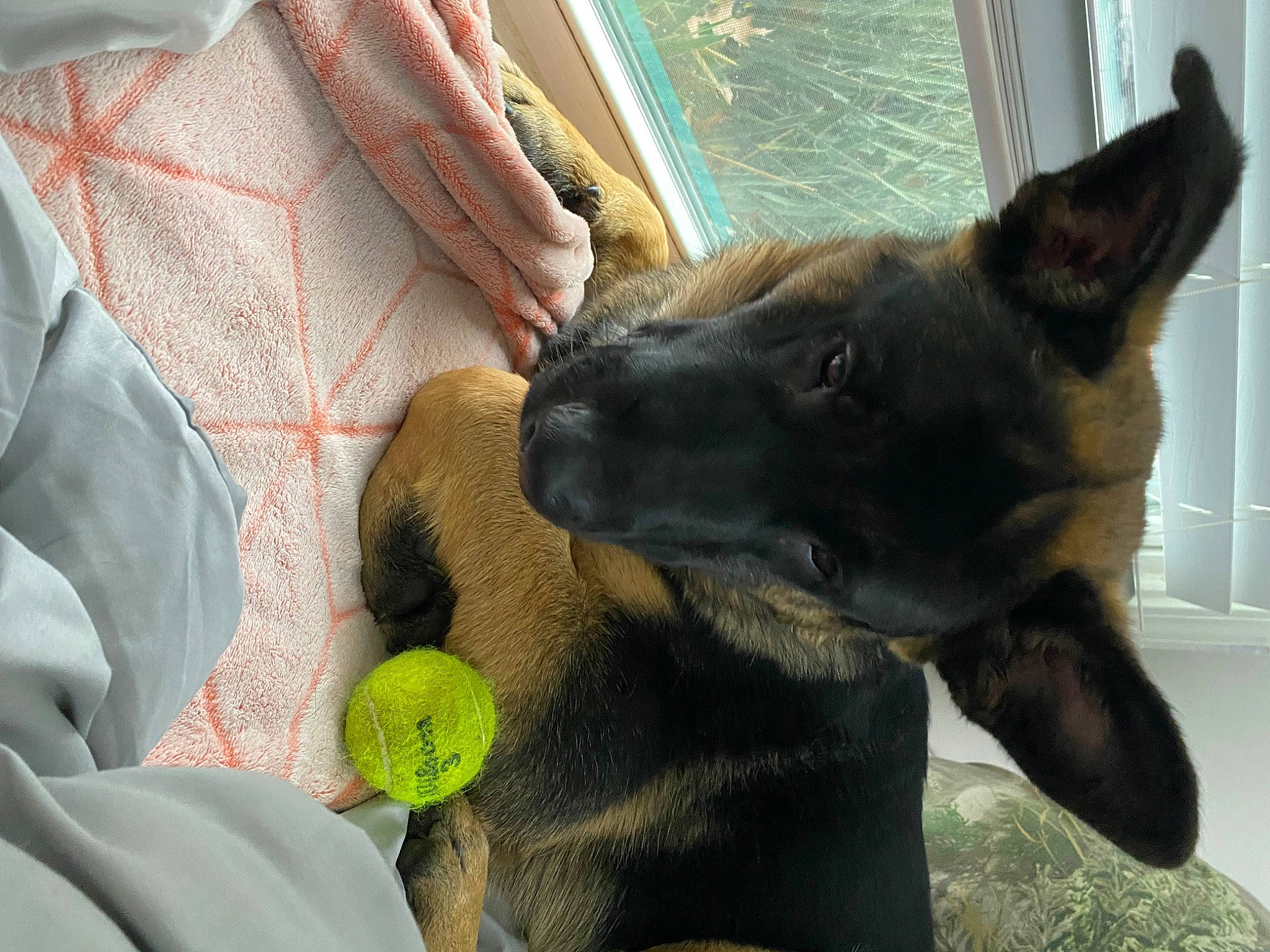 Smokey Bear is registered to the contest to win money with this photo: canidae, carnivore, collar, comfort, companion_dog, dog, dog_breed, dog_collar, ear, east_european_shepherd, fawn, fur, german_shepherd_dog, gesture, guard_dog, herding_dog, snout, sporting_group, working_animal, working_dog