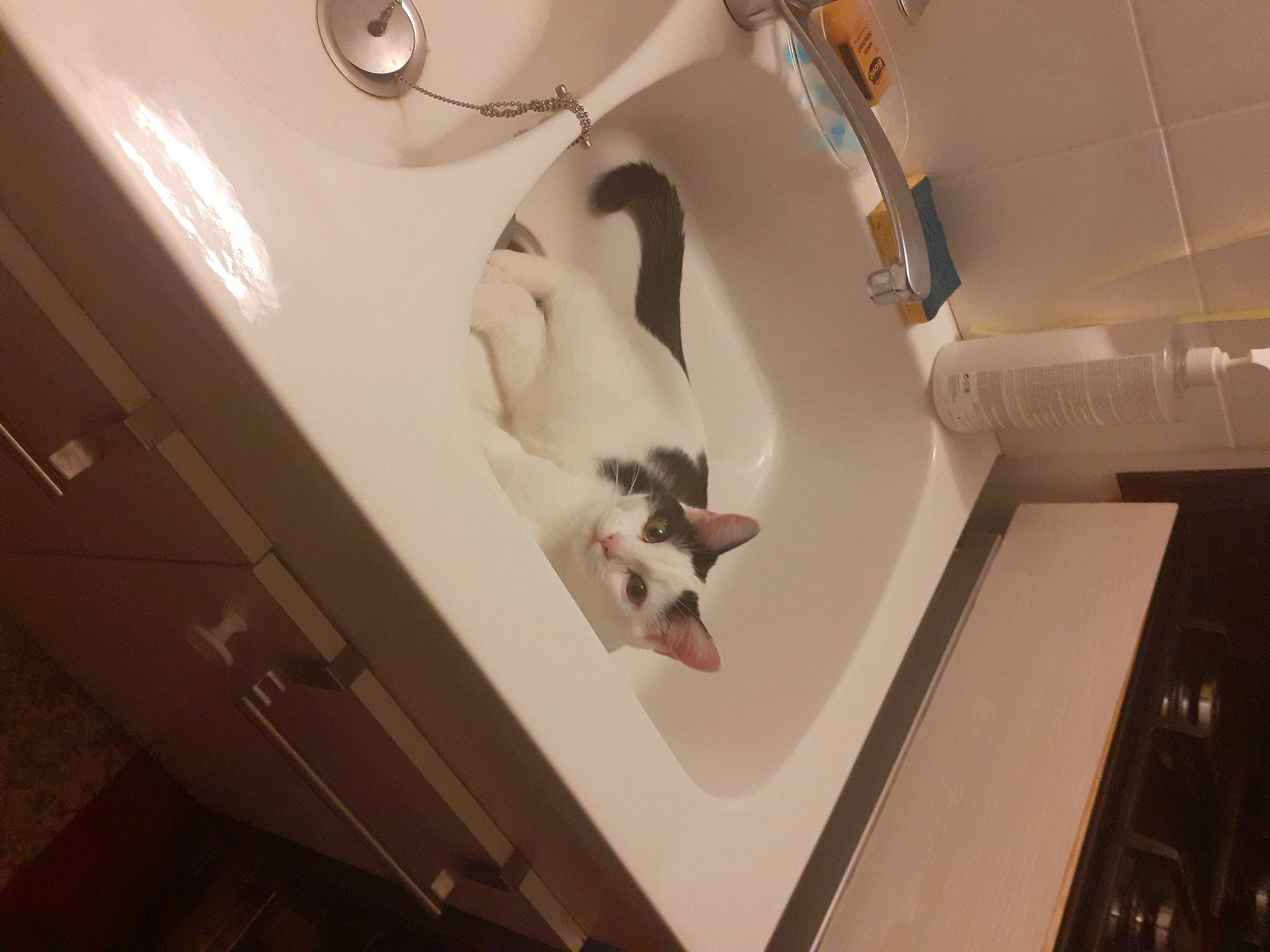 Plume a rejoint le concours — aidez-le/la à gagner de superbes lots ! audio_equipment, automotive_design, bathroom_sink, carnivore, cat, ceiling, comfort, domestic_short_haired_cat, felidae, flooring, hardwood, metal, monochrome_photography, paper, personal_luxury_car, room, small_to_medium_sized_cats, stairs, whiskers, wood