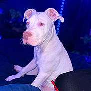 Dough Boy is registered to the contest to win money with this photo: dog, white_dog, pet, indoors, bed, blue_lighting, red_eye, canine, sitting, animal, fur, cute, portrait, domestic_animal, relaxed, night, blanket, cozy, room, flash