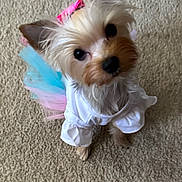 Batsy joined the competition — help win amazing prizes! adorable, animal, black_nose, carpet, companion, costume, cute, dog, ears, fluffy, fur, indoor, looking_up, pet, pink_bow, small_dog, small_paws, tulle_skirt, white_clothing, yorkshire_terrier