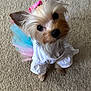 adorable, animal, black_nose, carpet, companion, costume, cute, dog, ears, fluffy, fur, indoor, looking_up, pet, pink_bow, small_dog, small_paws, tulle_skirt, white_clothing, yorkshire_terrier