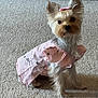 Batsy is registered to the contest to win money with this photo: adorable, animal, bow, carpet, clothing, companion, cute, cute_pet, dog, domestic_animal, fashion, fur, indoor, pet, pink_dress, portrait, sitting, small_dog, yorkshire_terrier, young_dog