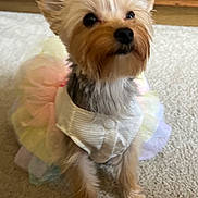 Batsy joined the competition — help win amazing prizes! accessory, animal, attentive, bow, carpet, clothing, companion, cute, dog, domestic_animal, dress, ears, fur, indoor, pastel_colors, pet, portrait, sitting, small_dog, tutu