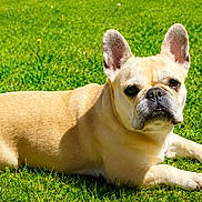 Nitta participe au concours pour gagner de l'argent avec cette photo : dog, french_bulldog, pet, animal, outdoor, grass, lawn, lying_down, portrait, face, ears, short_hair, tan_coat, black_nose, wrinkled_face, sunlight, green_background, close_up, relaxed, alert