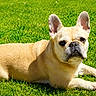 dog, french_bulldog, pet, animal, outdoor, grass, lawn, lying_down, portrait, face, ears, short_hair, tan_coat, black_nose, wrinkled_face, sunlight, green_background, close_up, relaxed, alert