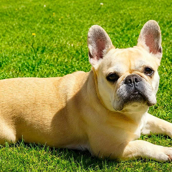 Nitta participe au concours pour gagner de l'argent avec cette photo : dog, french_bulldog, pet, animal, outdoor, grass, lawn, lying_down, portrait, face, ears, short_hair, tan_coat, black_nose, wrinkled_face, sunlight, green_background, close_up, relaxed, alert