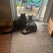 Miles And Milo is registered to the contest to win money with this photo: cat, cats, black_cat, tabby_cat, pets, indoor, carpet, sliding_door, screen_door, patio, chairs, towels, tail, fur, animal, companions, relaxing, daylight, cozy, home