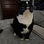 Miles And Milo is registered to the contest to win money with this photo: cat, tuxedo_cat, black_and_white, pet, indoor, bed, blanket, furniture, dresser, lamp, photograph, curious, whiskers, animal, cozy, home, domestic, feline, sitting, looking_up