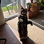 Miles And Milo is registered to the contest to win money with this photo: cat, tabby_cat, standing, indoor, sunlight, shadow, wooden_floor, carpet, plants, potted_plants, window, glass_door, crates, home, furniture, curious, pet, animal, domestic, daylight