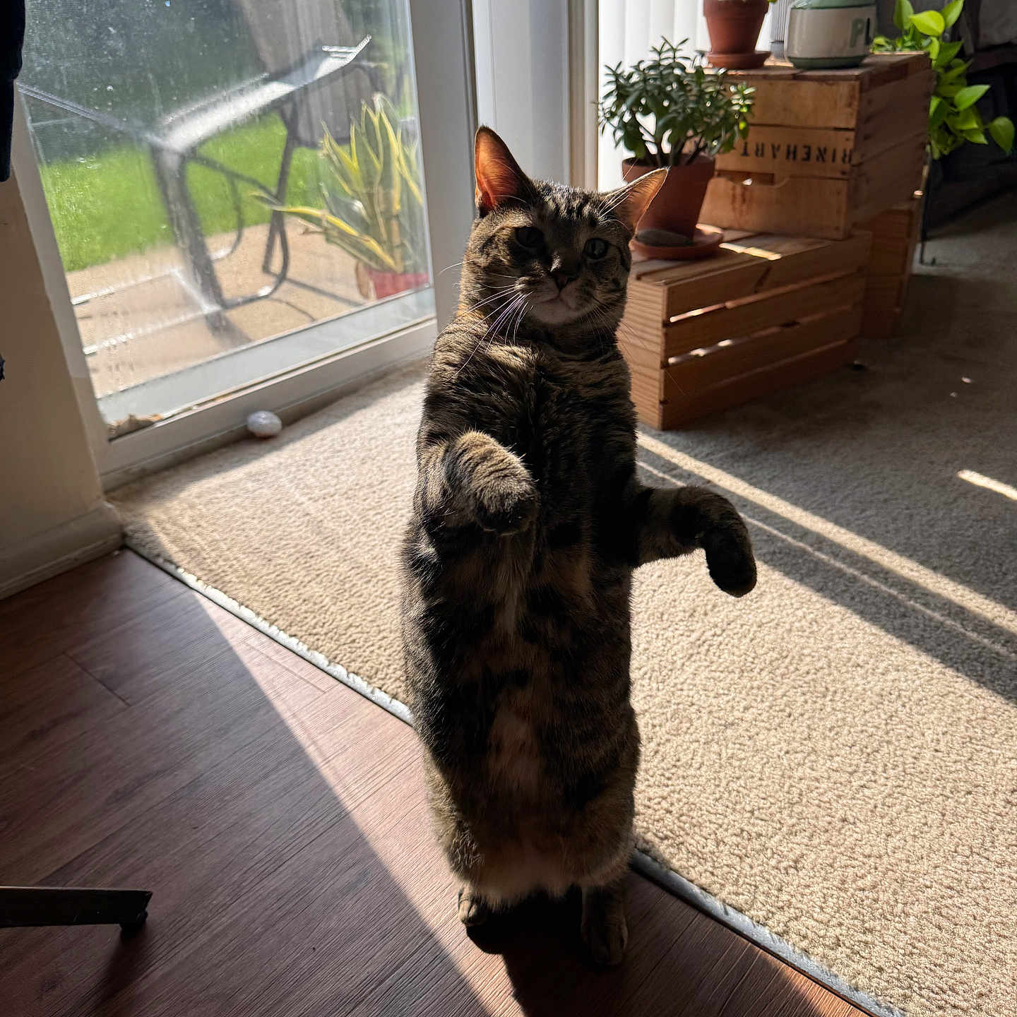 Miles And Milo is registered to the contest to win money with this photo: animal, carpet, cat, crates, curious, daylight, domestic, furniture, glass_door, home, indoor, pet, plants, potted_plants, shadow, standing, sunlight, tabby_cat, window, wooden_floor