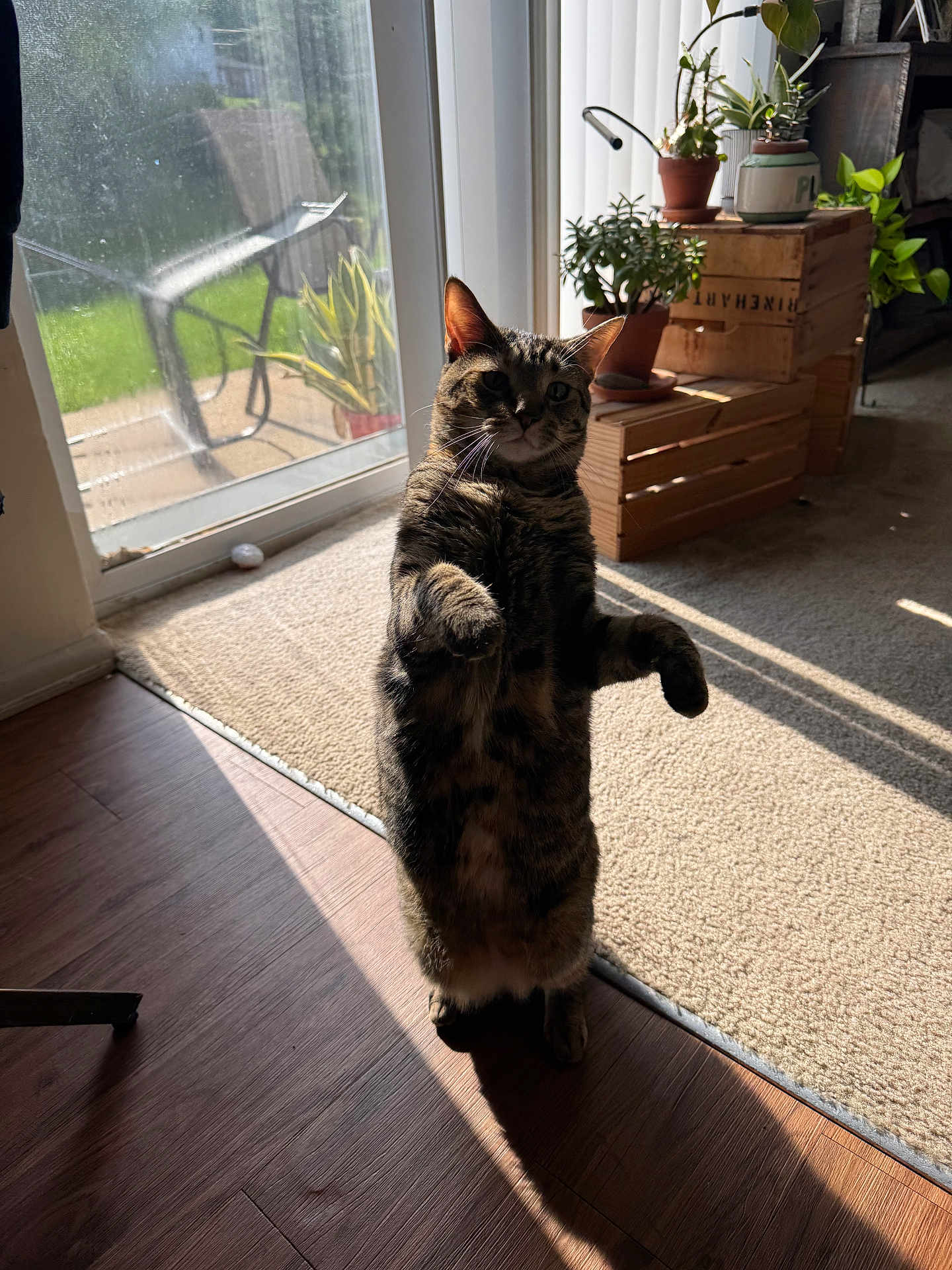 Miles And Milo is registered to the contest to win money with this photo: cat, tabby_cat, standing, indoor, sunlight, shadow, wooden_floor, carpet, plants, potted_plants, window, glass_door, crates, home, furniture, curious, pet, animal, domestic, daylight