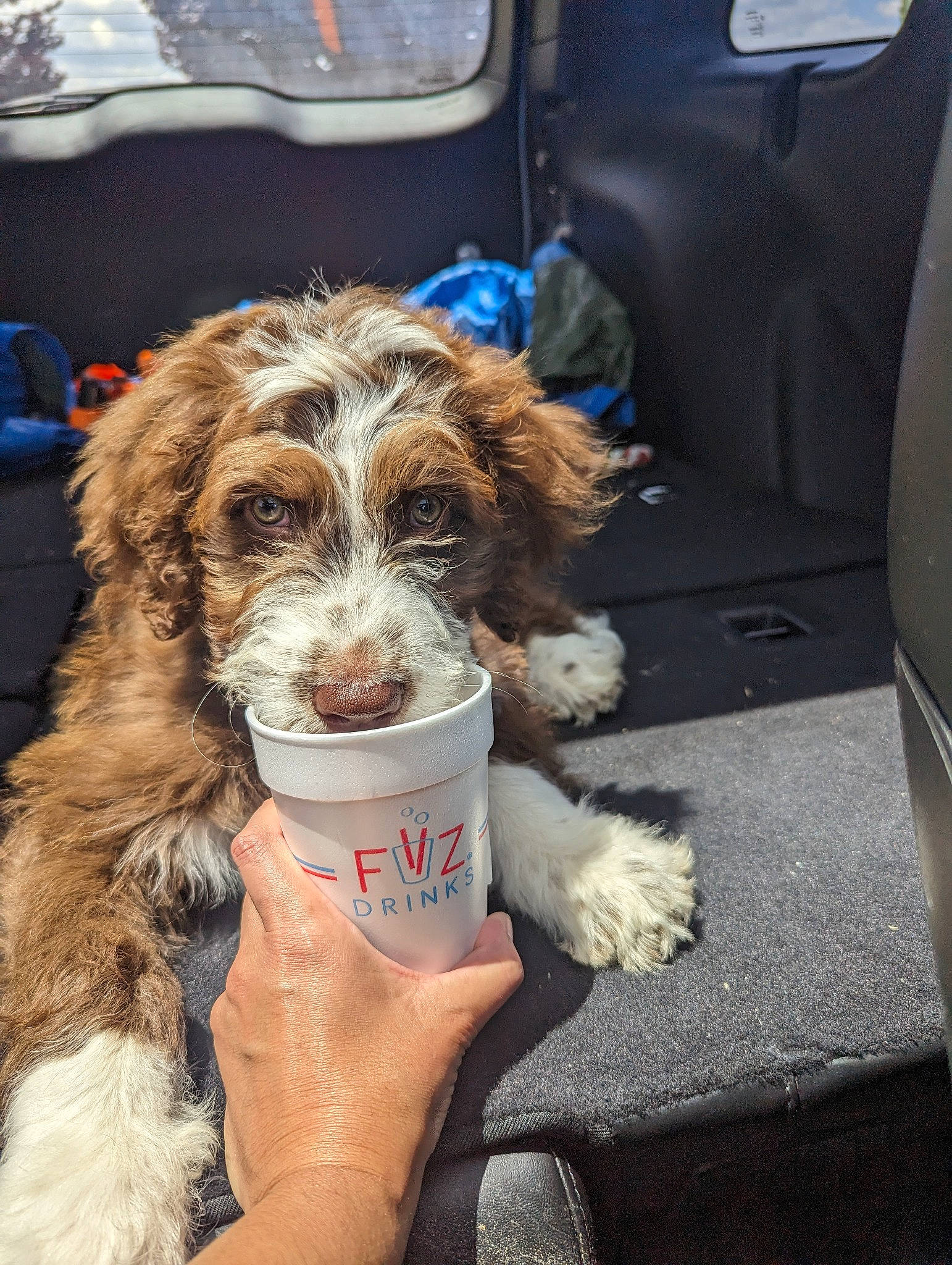 Rubble is registered to the contest to win money with this photo: canidae, carnivore, chair, companion_dog, dog, dog_breed, fur, herding_dog, liver, puppy, puppy_love, snout, spaniel, sporting_group, terrier, toy_dog, vehicle_door, water_dog