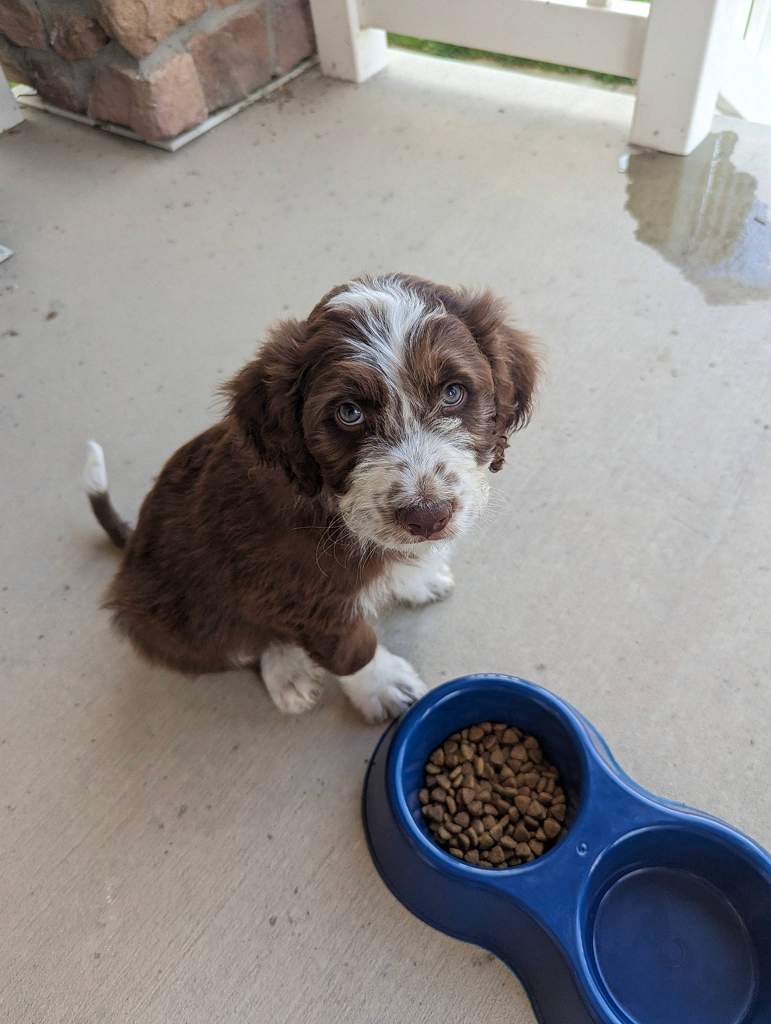 Rubble joined the competition — help win amazing prizes! audio_equipment, canidae, carnivore, circle, companion_dog, dog, dog_breed, dog_food, dog_supply, electric_blue, eyewear, flooring, fur, liver, paw, personal_protective_equipment, scissors, spaniel, sporting_group, toy_dog