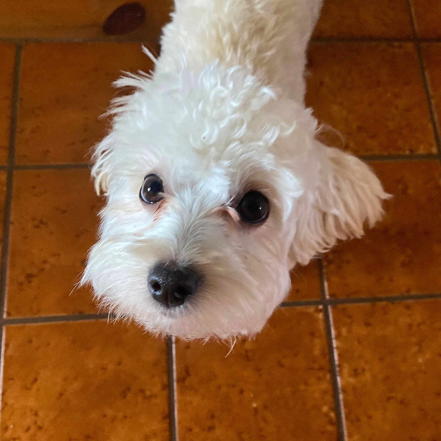 Hazel is registered to the contest to win money with this photo: animal, ankle, bodypart, canine, dog, eskimodog, finger, hand, hardwood, indoors, interiordesign, person, pet, poodle, puppy, terrier, tile, toe, whitedog, wood