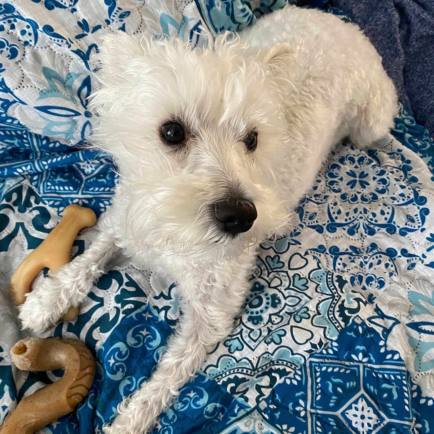 Charlie is registered to the contest to win money with this photo: animal, bed, bedroom, blanket, canine, couch, cushion, dog, dogbed, furniture, homedecor, indoors, person, pet, poodle, puppy, quilt, room, terrier, whitedog
