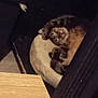 cat, tabby, cushion, chair, wooden_table, ashtray, indoor, pet, relaxed, sleepy, furniture, cozy, living_room, dark, feline, resting, home, animal, domestic, comfort