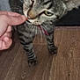 cat, tabby, pet, animal, floor, wooden_floor, indoor, hand, fingers, close_up, curious, whiskers, ears, collar, feline, domestic_cat, brown, black_stripes, four_legs, fur