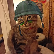 Manouche a rejoint le concours — aidez-le/la à gagner de superbes lots ! cat, tabby_cat, pet, indoor, helmet, face_paint, furniture, cushion, wall, poster, brown, striped, animal, cute, sitting, closeup, domestic_cat, mammal, whiskers, eyes