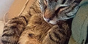 Manouche participe au concours pour gagner de l'argent avec cette photo : cat, tabby, sleeping, fur, close_up, pet, animal, cozy, resting, whiskers, ears, paw, domestic, cute, relaxed, indoor, soft, comfort, nap, feline
