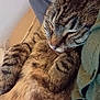 cat, tabby, sleeping, fur, close_up, pet, animal, cozy, resting, whiskers, ears, paw, domestic, cute, relaxed, indoor, soft, comfort, nap, feline