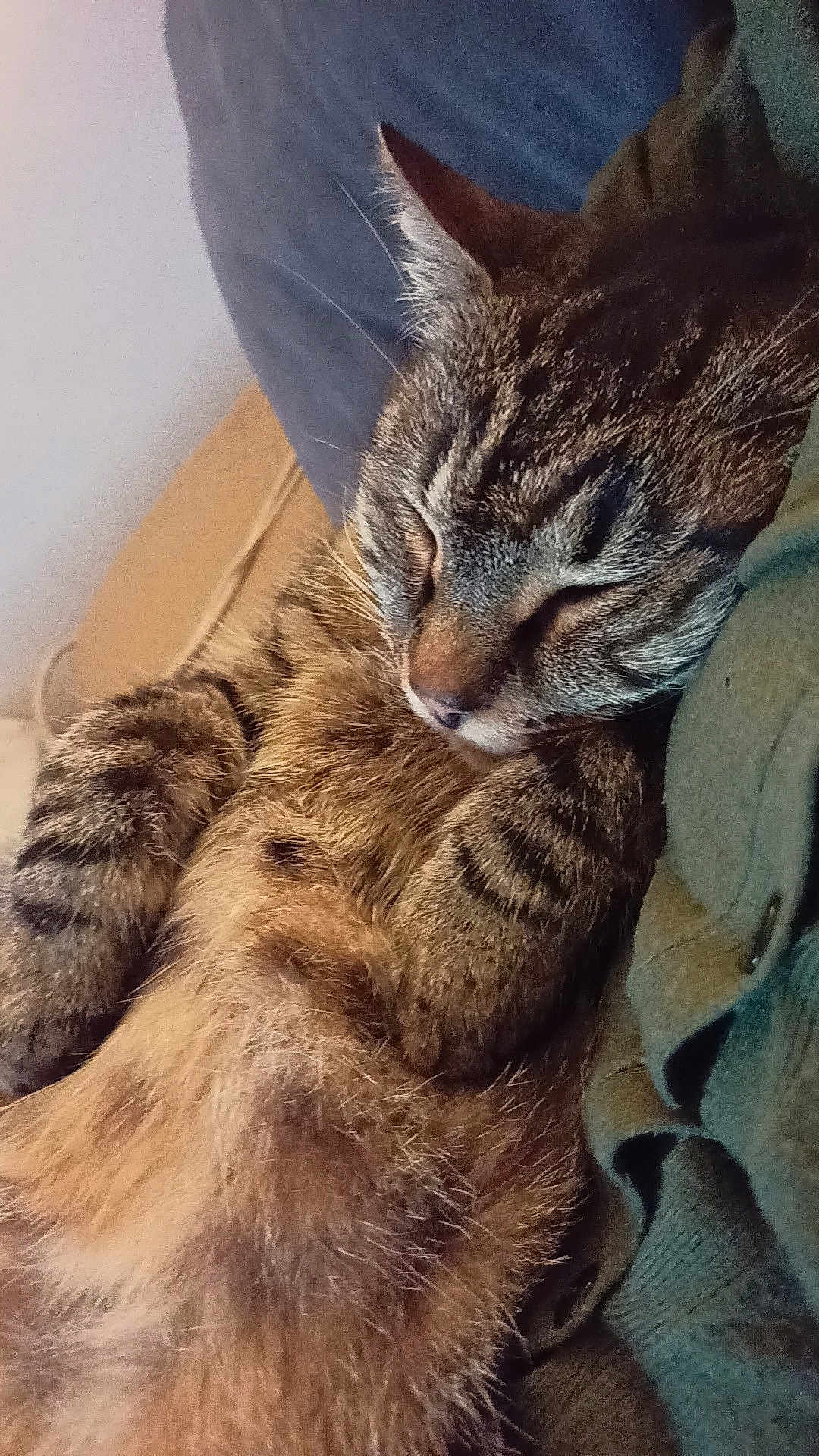 Manouche participe au concours pour gagner de l'argent avec cette photo : cat, tabby, sleeping, fur, close_up, pet, animal, cozy, resting, whiskers, ears, paw, domestic, cute, relaxed, indoor, soft, comfort, nap, feline