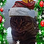 Manouche participe au concours pour gagner de l'argent avec cette photo : cat, tabby_cat, santa_hat, christmas_wreath, holiday_decorations, red_ornaments, golden_bells, snowflakes, festive, animal, pet, feline, indoor, cozy, winter, celebration, christmas, greenery, red_ribbon, sparkle