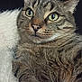 Manouche a rejoint le concours — aidez-le/la à gagner de superbes lots ! cat, tabby, close_up, pet, animal, feline, whiskers, ears, eyes, fur, cozy, blanket, indoor, resting, cute, domestic_animal, mammal, portrait, sleepy, soft