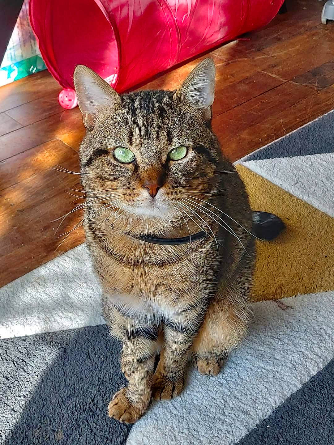 Simba participe au concours pour gagner de l'argent avec cette photo : carnivore, cat, claw, domestic_short_haired_cat, felidae, flooring, fur, grass, hardwood, paw, road_surface, sitting, small_to_medium_sized_cats, snout, tail, terrestrial_animal, whiskers, wood