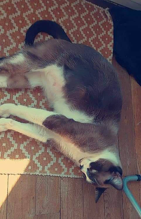 Bijoux a rejoint le concours — aidez-le/la à gagner de superbes lots ! canidae, carnivore, cloud, comfort, companion_dog, dog, dog_breed, fawn, felidae, flooring, fur, grey, hardwood, small_to_medium_sized_cats, snout, sporting_group, tail, tints_and_shades, whiskers, wood