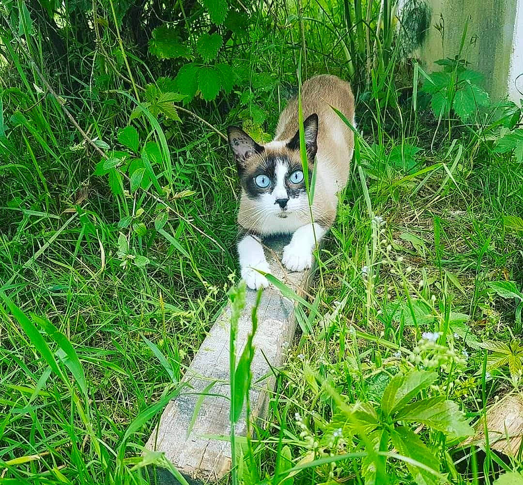 Bijoux a rejoint le concours — aidez-le/la à gagner de superbes lots ! canidae, carnivore, cat, companion_dog, dog_breed, fawn, felidae, grass, grassland, groundcover, jungle, natural_landscape, plant, plant_community, sporting_group, tail, terrestrial_animal, terrestrial_plant, whiskers, wildlife