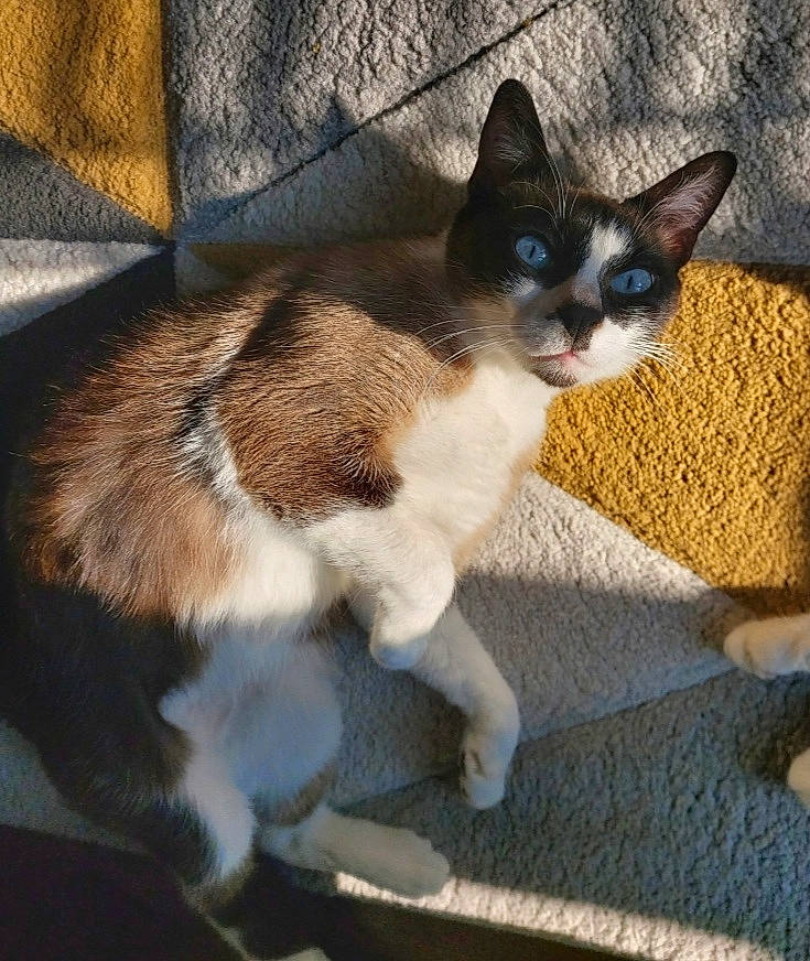 Bijoux a rejoint le concours — aidez-le/la à gagner de superbes lots ! carnivore, cat, claw, comfort, domestic_short_haired_cat, fawn, felidae, flooring, fur, grey, paw, road_surface, sitting, small_to_medium_sized_cats, snout, tail, thai, whiskers, window, wood