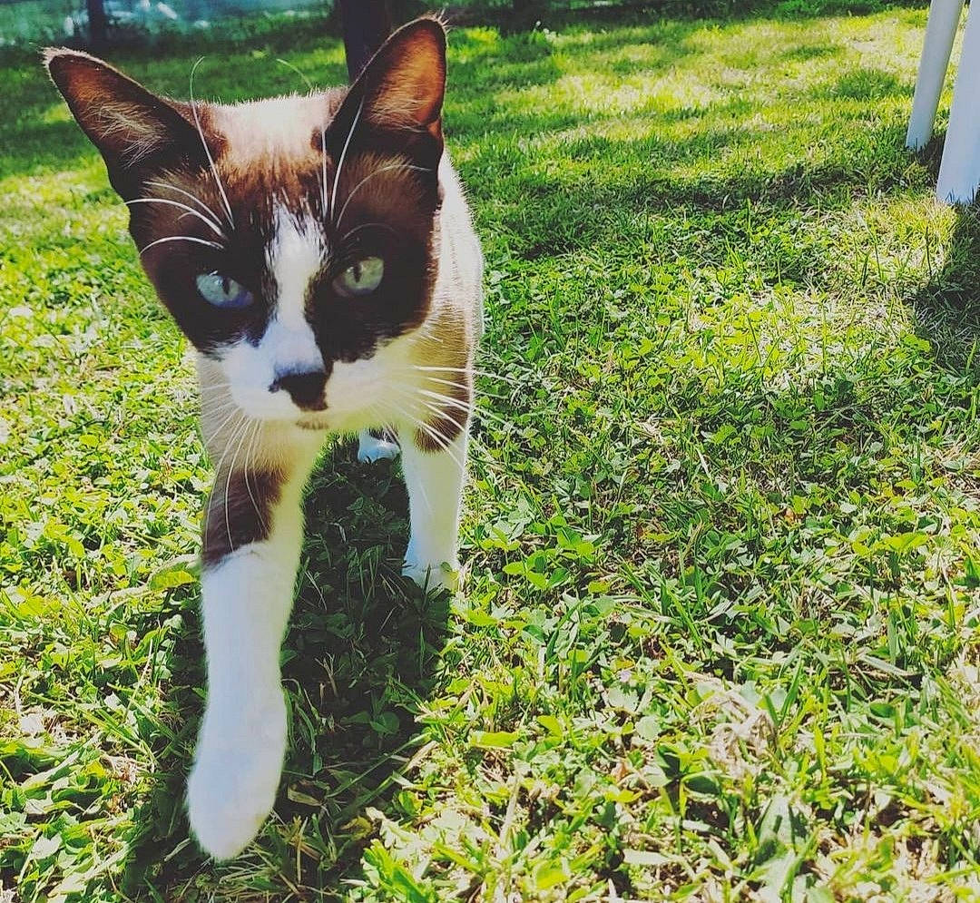 Bijoux a rejoint le concours — aidez-le/la à gagner de superbes lots ! canidae, carnivore, cat, dog_breed, domestic_short_haired_cat, fawn, felidae, fur, grass, grass_family, groundcover, paw, people_in_nature, plant, small_to_medium_sized_cats, snout, tail, terrestrial_animal, whiskers, wildlife