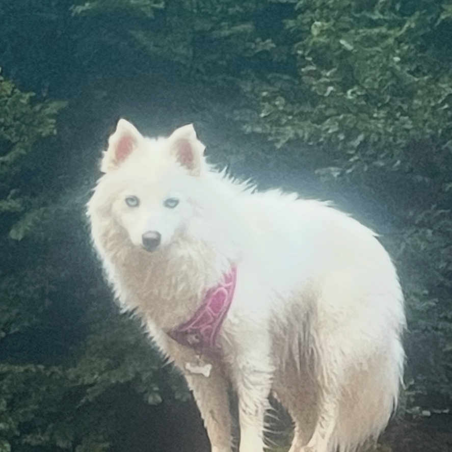 Athena a rejoint le concours — aidez-le/la à gagner de superbes lots ! alert, animal, blue_eyes, canine, daylight, dog, forest, fur, harness, mammal, nature, outdoor, pet, scenic, standing, tree, tree_stump, white_dog, wildlife, wood