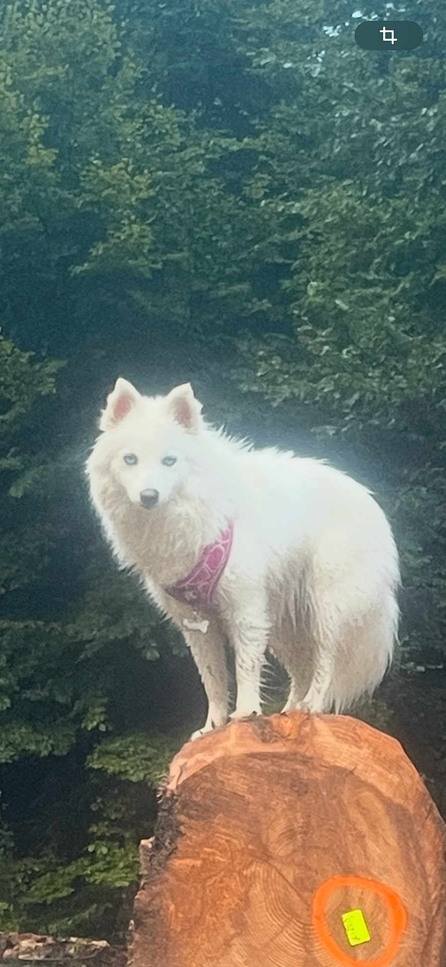 Athena a rejoint le concours — aidez-le/la à gagner de superbes lots ! dog, white_dog, forest, tree_stump, outdoor, nature, animal, pet, harness, standing, canine, fur, blue_eyes, tree, wood, wildlife, mammal, alert, daylight, scenic