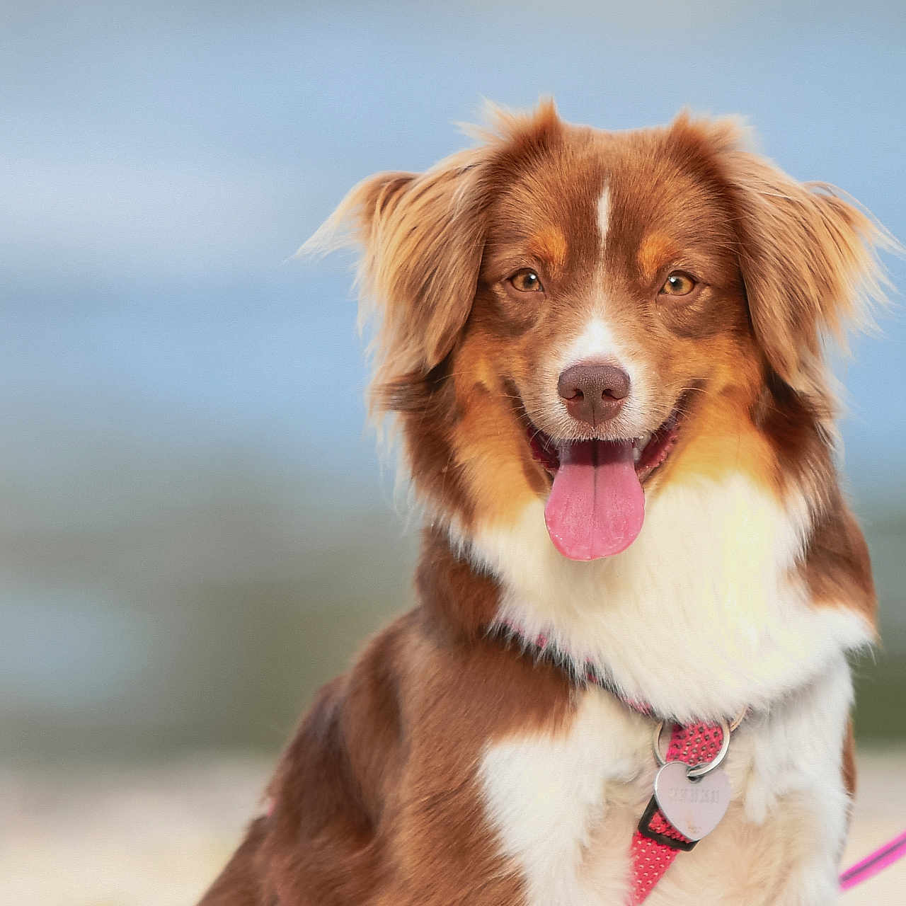 Tiny participe au concours pour gagner de l'argent avec cette photo : animal, blurred_background, brown, canine, closeup, collar, cute, dog, fluffy, friendly, fur, happy, leash, outdoor, pet, portrait, smiling, tag, tongue, white
