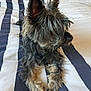 Joy participe au concours pour gagner de l'argent avec cette photo : dog, pet, bed, striped_bedspread, fur, ears, paws, animal, canine, domestic_animal, lying_down, indoor, resting, cute, small_dog, fluffy, whiskers, side_view, home, cozy