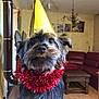 Joy a rejoint le concours — aidez-le/la à gagner de superbes lots ! dog, party_hat, tinsel, red, gold, indoor, living_room, furniture, sofa, table, wood_floor, decor, canine, pet, celebration, portrait, fur, cute, animal, close_up