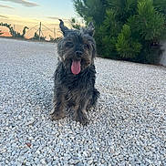 Joy a rejoint le concours — aidez-le/la à gagner de superbes lots ! dog, pet, outdoor, gravel, sunset, greenery, tongue_out, small_dog, fur, playful, nature, bush, sky, sunset_sky, animal, sitting, cute, happy, daylight, canine