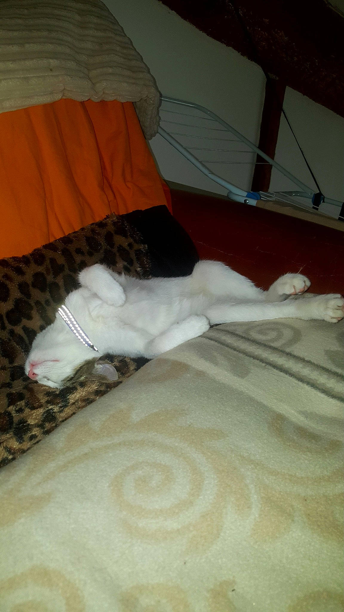 Le Chat participe au concours pour gagner de l'argent avec cette photo : bed_sheet, room