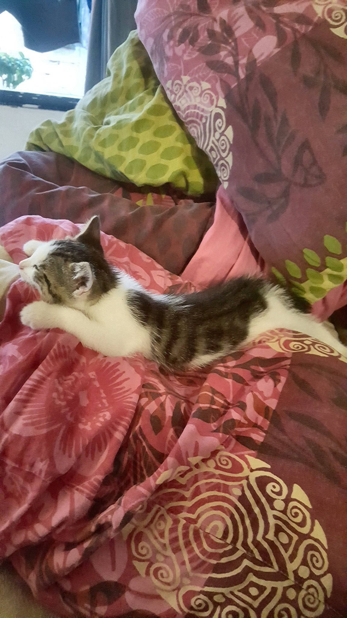 Le Chat a rejoint le concours — aidez-le/la à gagner de superbes lots ! american_shorthair, asian, bed_sheet, bedding, carnivore, cat, cat_bed, domestic_short_haired_cat, european_shorthair, felidae, fur, kitten, linens, quilt, small_to_medium_sized_cats, tail, textile, whiskers