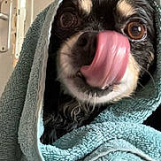 Teddy participe au concours pour gagner de l'argent avec cette photo : dog, tongue, licking, towel, wrapped, cute, small_dog, pet, indoor, close_up, animal, black_and_tan, fur, snout, expression, eyes, nose, cozy, portrait, adorable