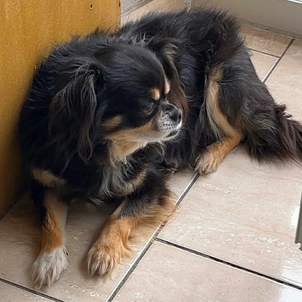 Teddy a rejoint le concours — aidez-le/la à gagner de superbes lots ! animal, black_dog, canine, companion, dog, door, floor, fur, home, house, indoor, natural_light, pet, quiet, relaxed, resting, small_dog, tan_paws, tile_floor, window