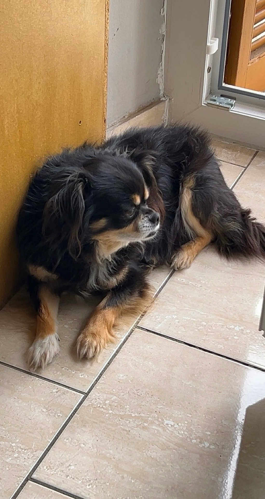 Teddy a rejoint le concours — aidez-le/la à gagner de superbes lots ! dog, indoor, tile_floor, black_dog, tan_paws, resting, pet, canine, fur, small_dog, door, natural_light, relaxed, animal, companion, quiet, house, home, window, floor