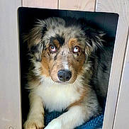 Rdeuxddeux a rejoint le concours — aidez-le/la à gagner de superbes lots ! dog, doghouse, wood, paw, heterochromia, eyes, pet, animal, fur, canine, resting, outdoor, floor, texture, relaxed, looking, cute, companion, home, guard