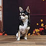 Jack a rejoint le concours — aidez-le/la à gagner de superbes lots ! animal, autumn, background, black_and_tan, chihuahua, cute, decor, dog, fall_leaves, indoor, looking_away, orange_leaves, pet, portrait, pumpkin, seasonal, sitting, small_dog, wooden_floor, yellow_leaves