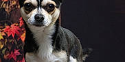 Jack a rejoint le concours — aidez-le/la à gagner de superbes lots ! alert, animal, autumn, background, black_and_tan, chihuahua, cute, decor, dog, ears_up, fall_leaves, indoor, pet, portrait, pumpkin, seasonal, small_dog, standing, studio_photo, wooden_surface